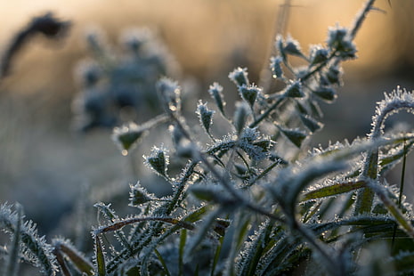 green leafed plant, frosty, world, green, plant, Söderslätt, cold, frost, macro, makro, exif, model, canon eos, 760d, geo, country, camera, iso_speed, lens, f/2, usm, aperture, ƒ / 5, focal_length, mm, state, city, geo:location, canon, winter, nature, ice, snow, frozen, cold - Temperature, season, ice Crystal, close-up, HD wallpaper HD wallpaper