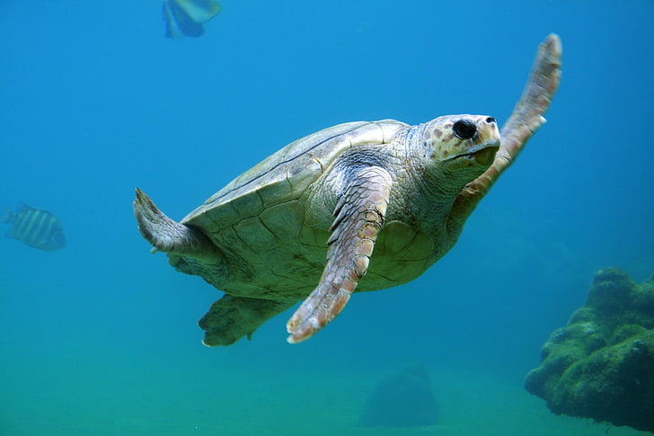 green and black tortoise, sea turtle, underwater, swim, HD wallpaper