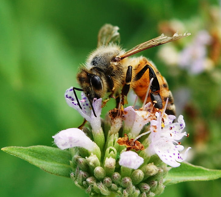 白と紫の花びらの花のミツバチ、山のミント、ミツバチ、山のミント、ミツバチ、山のミント、白、紫、花、ミツバチ、市民科学者、ペンシルベニア州、部門、農業、ペンシルベニア州、マスターガーデナープログラム、分類学、二項、Apis mellifera、お気に入り、NW10、蜂、昆虫、自然、受粉、花粉、蜂蜜、クローズアップ、マクロ、春、動物、植物、 HDデスクトップの壁紙
