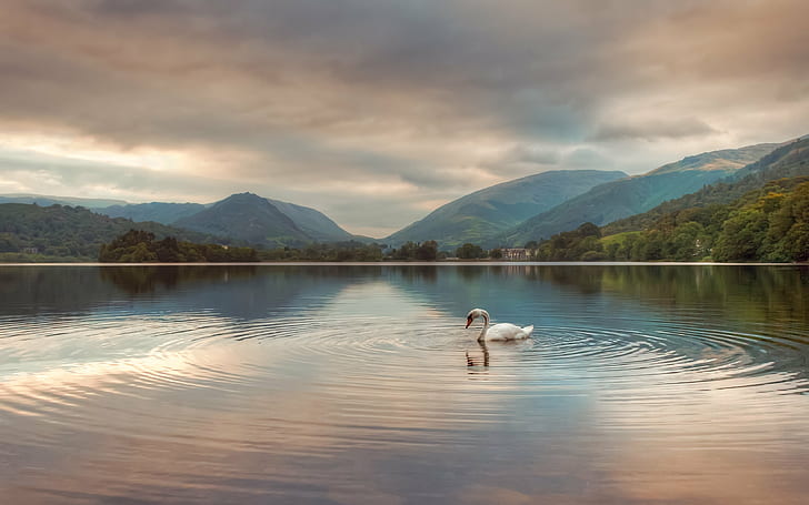 white duck on body of water under gray skies, Swan Lake, white duck, body of water, gray, skies, Swan  Lake, Lake District, Reflection, Grasmere, Bird, Water  Sky, Overcast, Landscape, Cumbria, Trees, Mountains, Hills, England, lake, nature, mountain, water, outdoors, scenics, sky, HD wallpaper