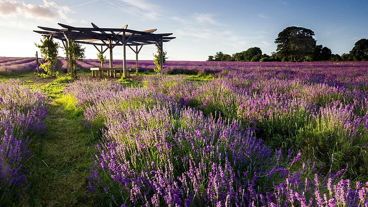 english lavender, lavender, plant, flower, field, ecosystem, lavender field, wildflower, grass, meadow, spring, landscape, sky, farm, summer, blossom, HD wallpaper