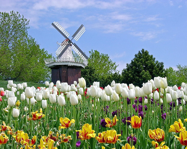 brown and white windmill, tulips, flowers, mill, field, HD wallpaper
