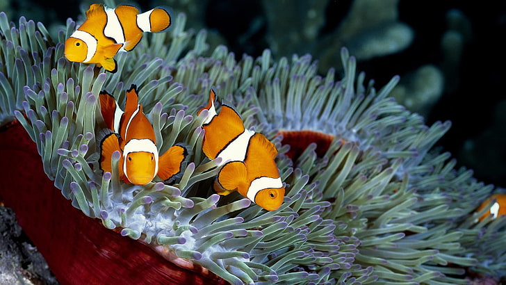 ปลาการ์ตูนดอกไม้ทะเลปะการังธรรมชาติปลา, วอลล์เปเปอร์ HD