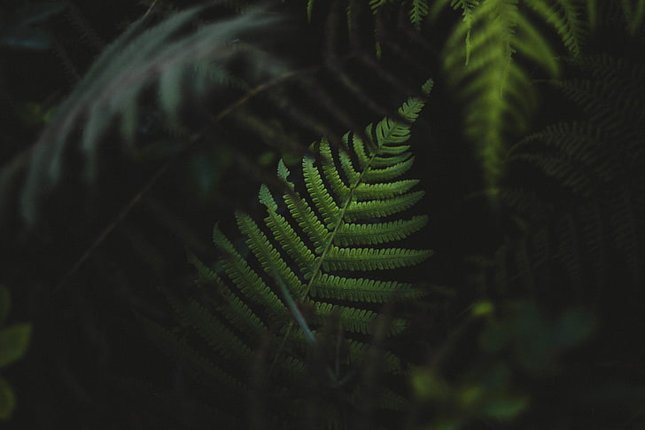 grüne Farnpflanze, Grünpflanze, Blätter, Schärfentiefe, Natur, HD-Hintergrundbild
