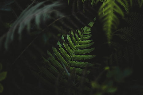 зеленое растение папоротника, зеленое растение, листья, глубина резкости, природа, HD обои HD wallpaper