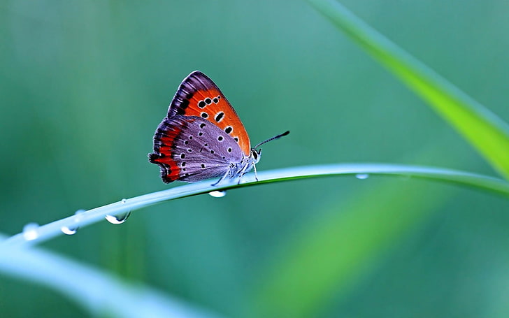 copper butterfly, butterfly, grass, wings, beautiful, HD wallpaper