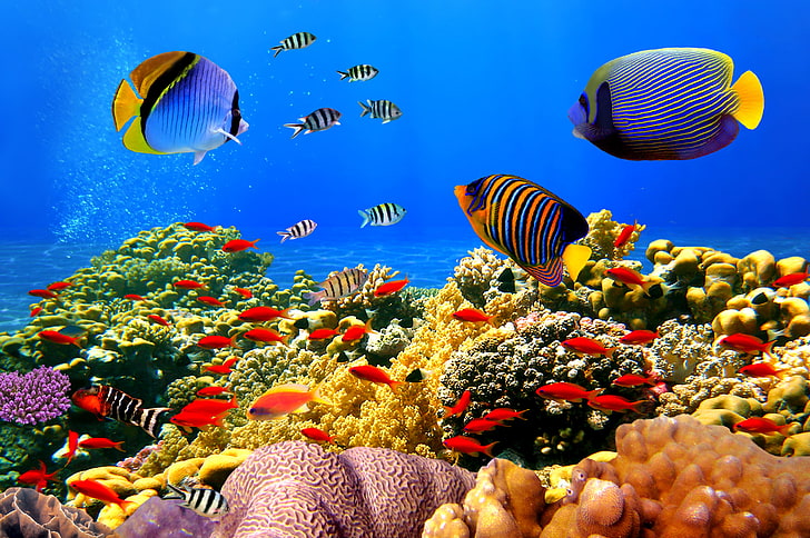 blue tang fish, underwater world, underwater, ocean, fishes, tropical, reef, coral, coral reef, HD wallpaper