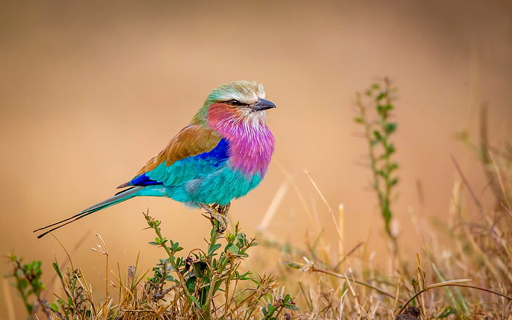 Rainbow feather bird, colorful, Rainbow, Feather, Bird, Colorful, HD wallpaper
