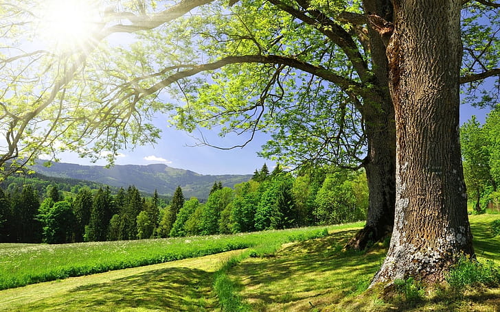 Обои деревья, весна, солнце, кроны, ветки, свет 2560 × 1600, HD обои