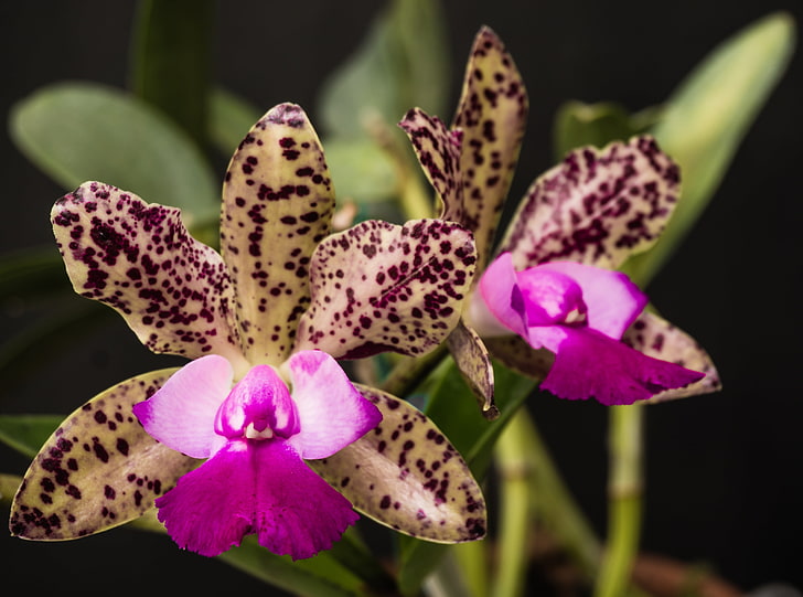 Queen Orchids, Nature, Flowers, Orchid, orchidace, orquidea, Cattleya Green Emerald, HD wallpaper
