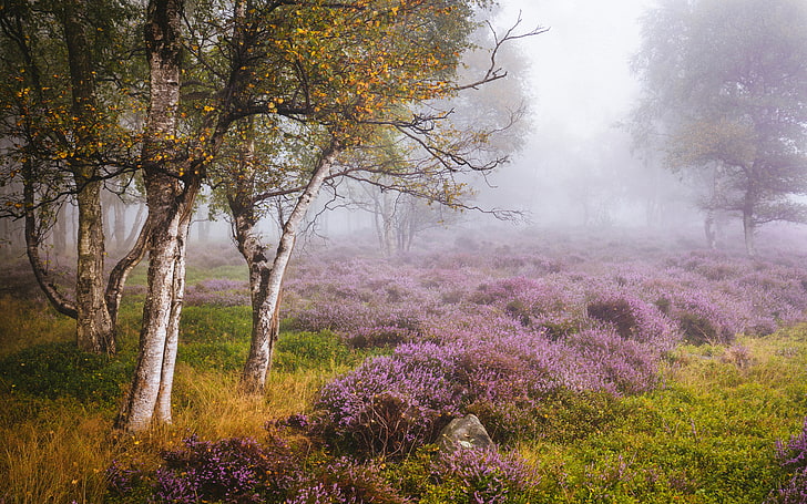 autumn, trees, glade, England, birch, Heather, Derbyshire, Peak District, Stanton Moor, The Peak District, HD wallpaper