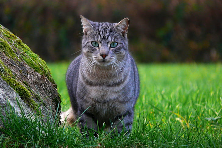 сива и черна табби котка на зелена трева, зелени очи, сива, черна, табби котка, зелена трева, панасоник, цвят, портрет, котка чат, котешки, фауна, домашно животно, animaux, Франция, френски, HD тапет