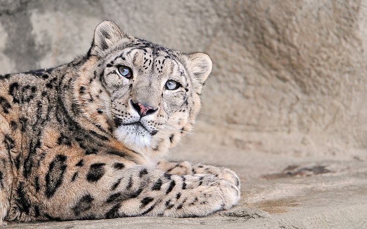 Blue With Eyes Leopard Snow-Wild Animal HD Wallpap.., HD wallpaper