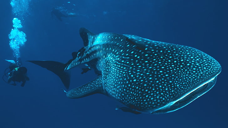 ฉลามวาฬขาวและเทาฉลามวาฬใต้น้ำฉลามนักดำน้ำ, วอลล์เปเปอร์ HD