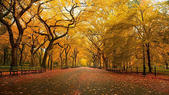 Autumn in the Park HD, autumn, benches, leafs, orange, park, trees, yellow, HD wallpaper HD wallpaper
