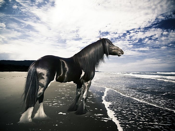ยิปซียิปซีแวนเนอร์ Gypsy Vanner Fantasy Animals Horses HD Art, ม้า, ยิปซี, ยิปซีแวนเนอร์, ทิงเกอร์, วอลล์เปเปอร์ HD