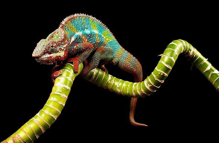 chameleon, reptile, chameleon, color, twig, HD wallpaper