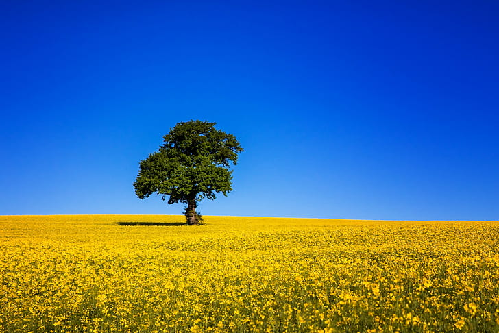 Tree and blue sky, field, rape, tree, sky, blue, HD wallpaper