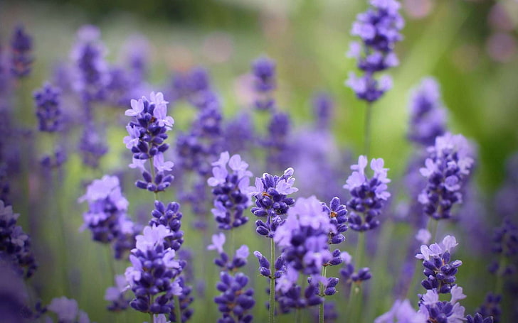 lavender flowers, flowers, purple, plant, beautiful, HD wallpaper