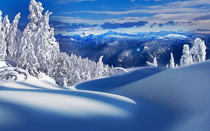 заснежена земя и дървета, зима, природа, сняг, планини, дървета, HD тапет