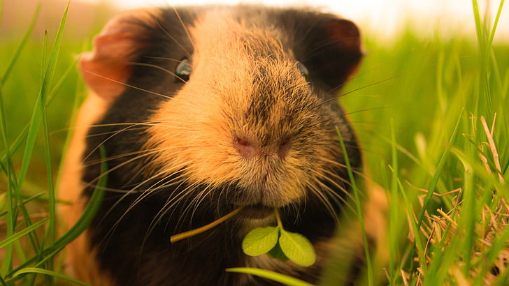 black and white hamster, guinea pigs, grass, fluffy, HD wallpaper