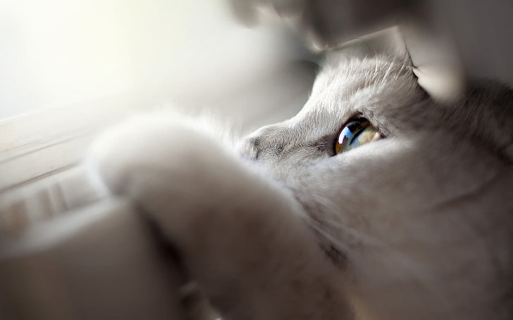 weiße Katze, Katze, Schärfentiefe, Tiere, Nahaufnahme, HD-Hintergrundbild