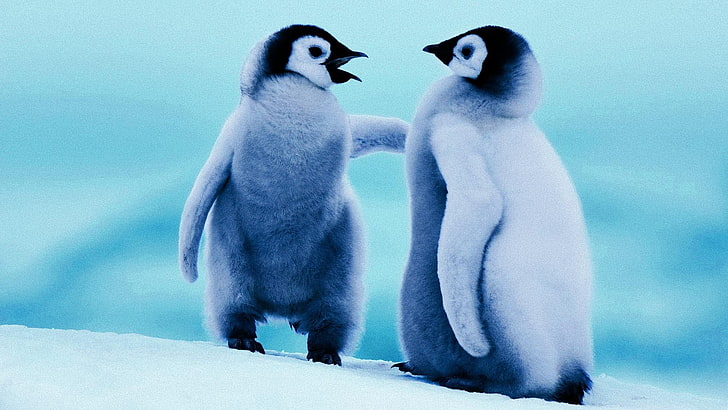 carino, antartide, pinguini, bimbo, ghiaccio, pinguino, Sfondo HD