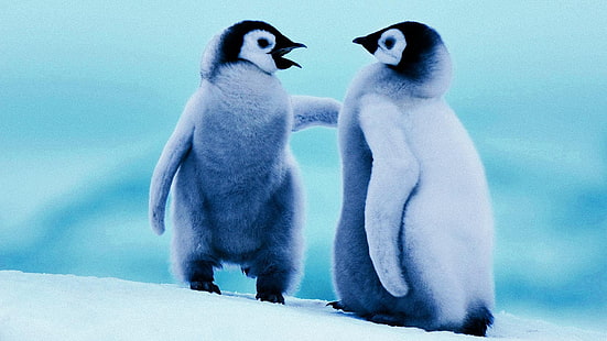 mignon, antarctique, pingouins, bébé, glace, pingouin, Fond d'écran HD HD wallpaper