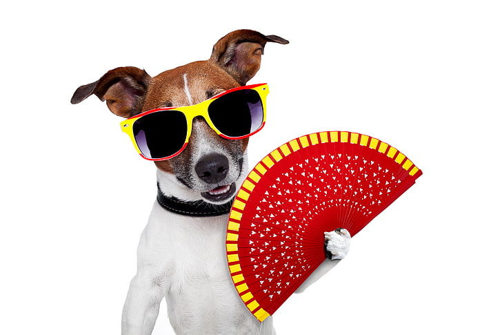 perro, humor, abanico, gafas, fondo blanco, Jack Russell Terrier, Fondo de pantalla HD