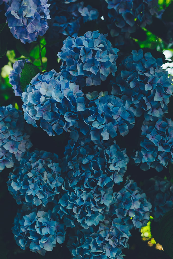 blå blommor, hortensia, blå, blomställning, kronblad, HD tapet, telefon tapet