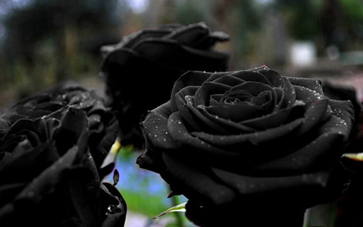 검은 장미 꽃 식물 HD 월페이퍼, 검은 장미 꽃, HD 배경 화면