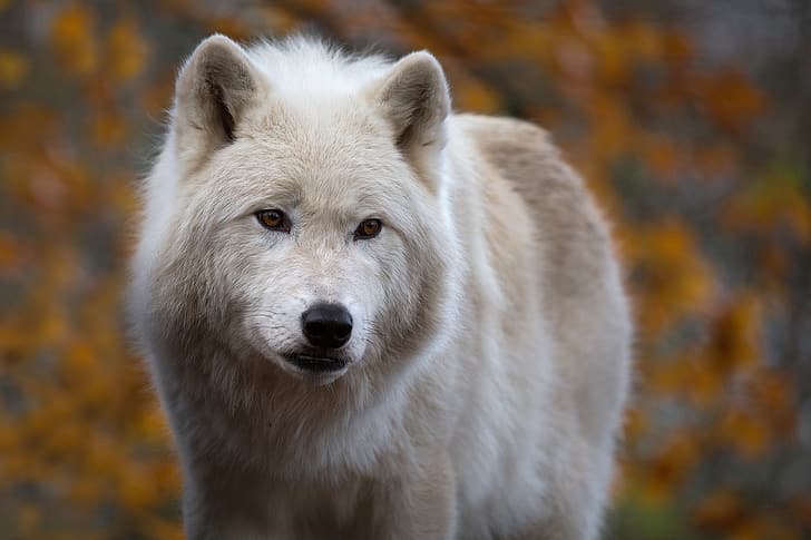 look, face, background, wolf, predator, Arctic wolf, HD wallpaper