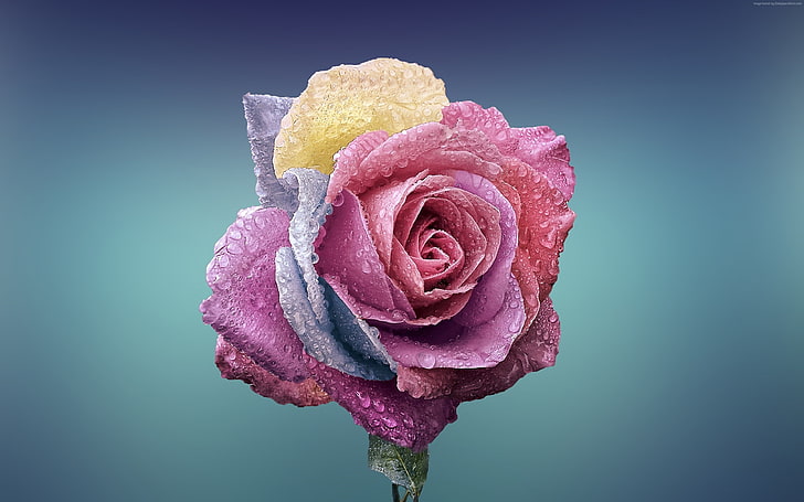 flower, rose, 4k, HD wallpaper