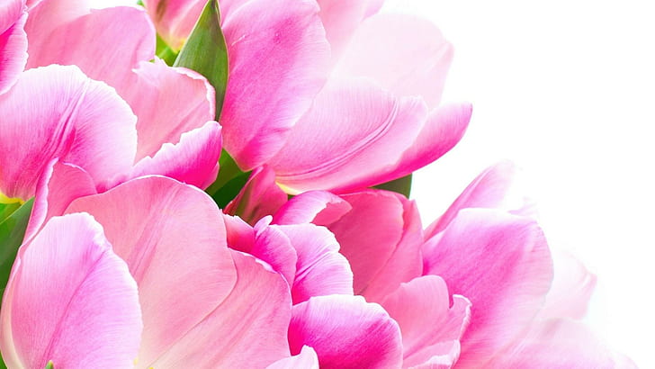 ๑ ♥ ๑ Dużo różu ๑ ♥ ๑, świeże, na zawsze, tulipany, kwiaty, różowe, natura, jasne, zielone, wiosenne, cudowne, miłosne, lekkie, Tapety HD