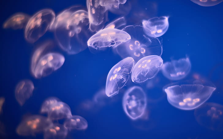 Bajo el agua, medusas, 4K, 5K, bajo el agua, medusas, 4k, 5k, Fondo de pantalla HD