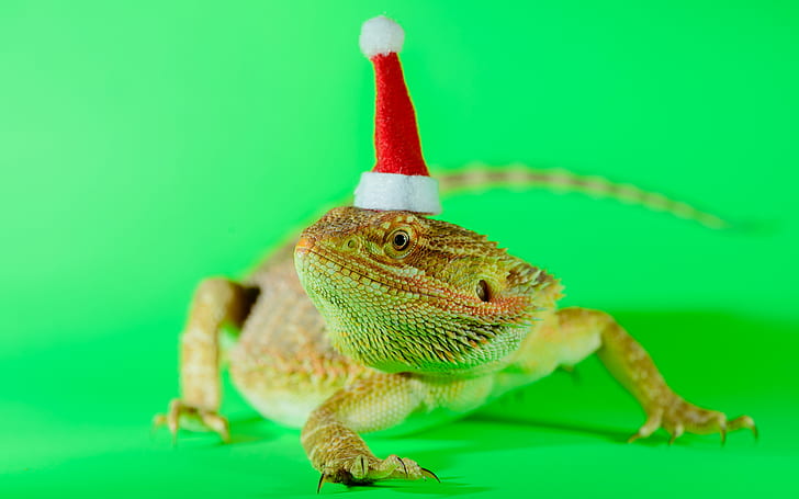 Bearded Dragon Lizard Green Christmas HD, zwierzęta, zielony, smok, boże narodzenie, jaszczurka, brodaty, Tapety HD