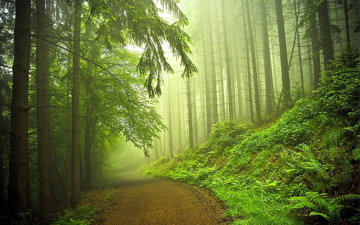 Early morning forest HD wallpapers free download | Wallpaperbetter