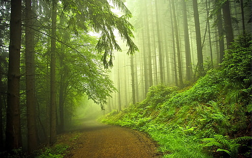 Bosque temprano en la mañana, árboles de hojas verdes, naturaleza, paisaje, bosque, niebla, mañana, Fondo de pantalla HD HD wallpaper