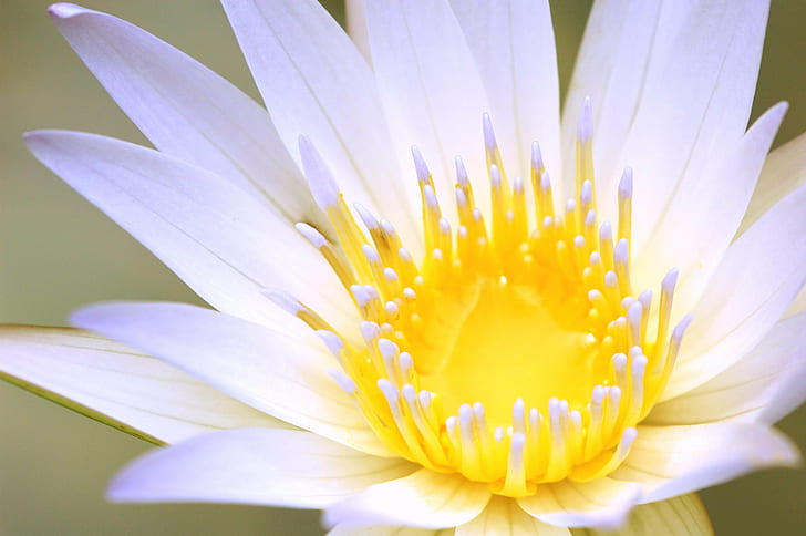 macrophotographie de fleur blanche, lotus, lotus, macrophotographie, fleur blanche, fleur de lotus, jaune, nature, nénuphar, lotus Nénuphar, pétale, plante, fleur tête, fleur, étang, beauté Dans la nature, botanique, à proximité-up, été, fleur, Fond d'écran HD
