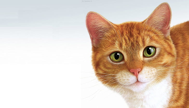 cat, minimalism, Pussy, ginger, Eric Tranchefeux, HD wallpaper