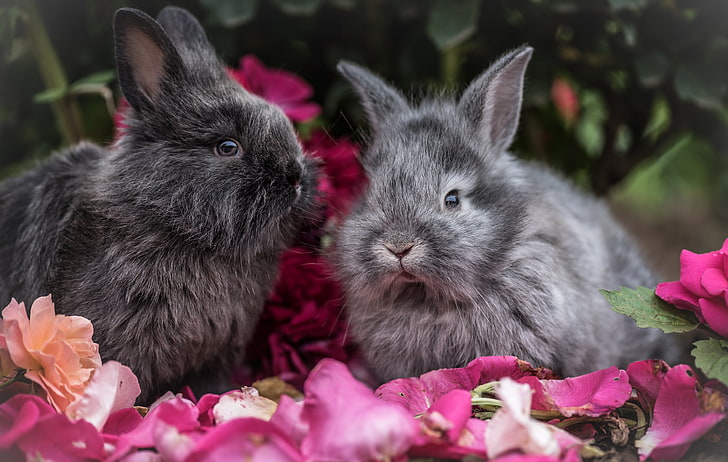 dos conejos grises, conejos, conejos, esponjosos, grises, flores, Fondo de pantalla HD