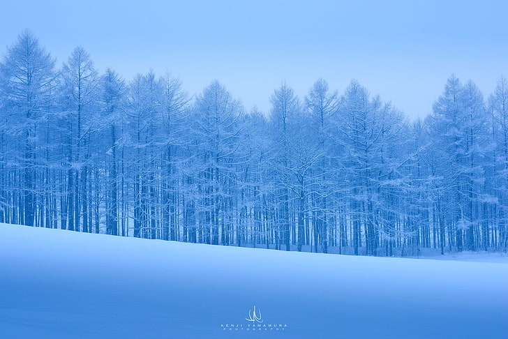 kyla, snö, träd, frost, fotograf, Kenji Yamamura, HD tapet