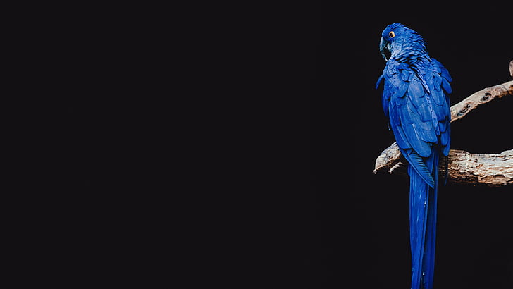 blue, parrot, minimalism, HD wallpaper