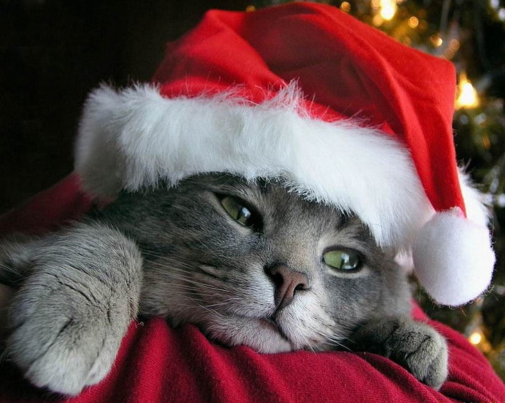 แมวสีเทาขนสั้นและหมวกคริสต์มาสสีแดงและสีขาว, แมว, สัตว์, แมว, คริสต์มาส, หมวก, วอลล์เปเปอร์ HD