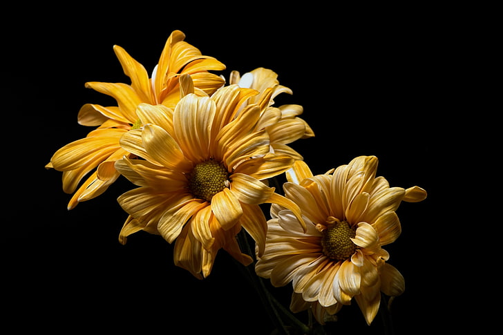 Blumen, gelbe Blumen, schwarz, gelb, schwarzer Hintergrund, HD-Hintergrundbild