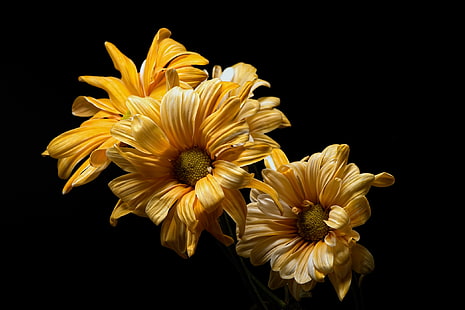 flores, flores amarillas, fondo negro, amarillo, negro, Fondo de pantalla HD HD wallpaper