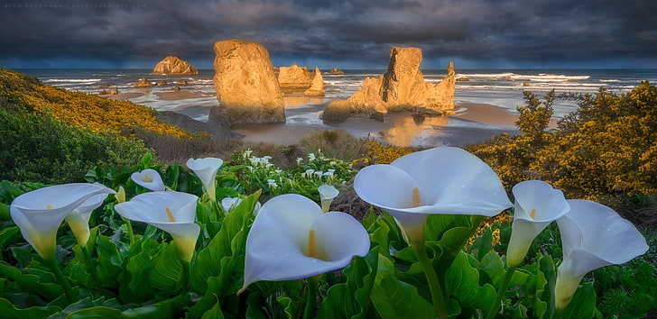 Earth, Beach, Bandon Beach, Calla Lily, Cloud, Flower, Horizon, Ocean, Oregon, Rock, Seascape, Shore, White Flower, HD wallpaper