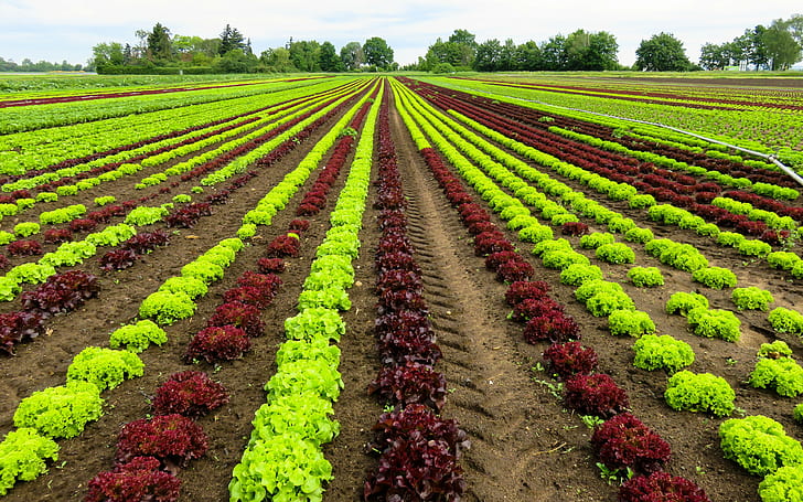 Feld, Salat Hintergründe, Anbau, Gemüse, herunterladen 3840x2400 Feld, HD-Hintergrundbild