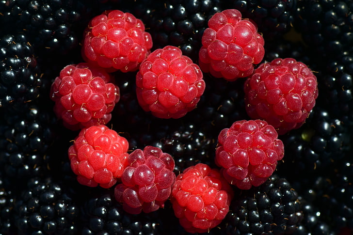 raspberries, raspberries, blackberries, berries, ripe, HD wallpaper