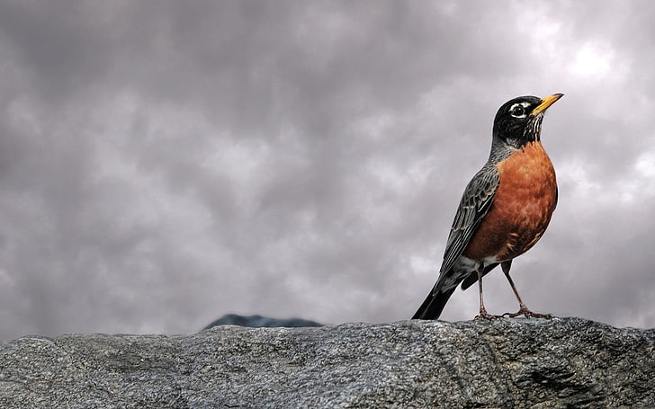 Proud Bird, orange and gray bird, Animals, Birds, animal, HD wallpaper